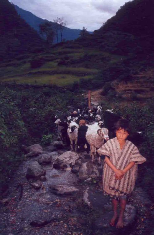 A Sheep boy nepalese sheep boy