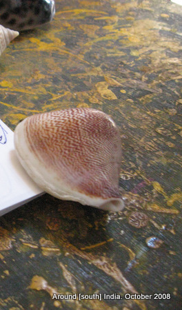sea shell for sale