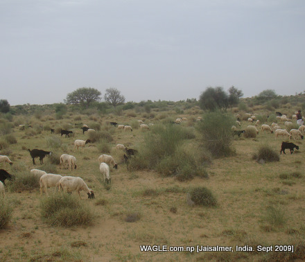 camel safari in jaisalmer and sheep grazing