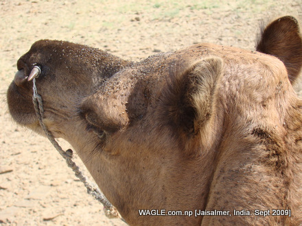 camel safari in jaisalmer india