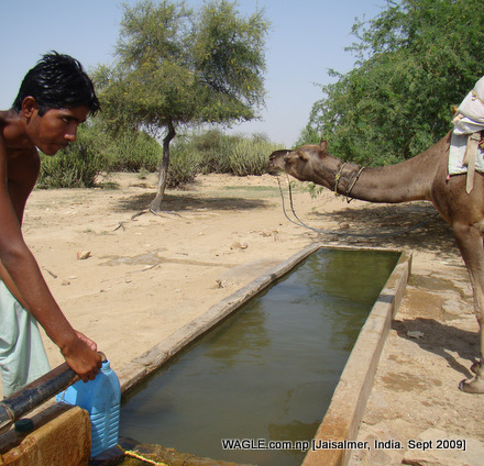 camel safari in jaisalmer india