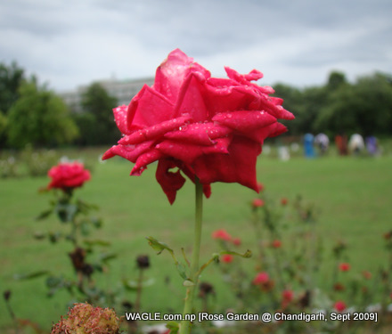rose of chandigarn rose garden