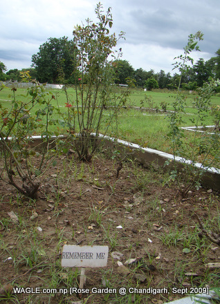 rose of chandigarn rose garden