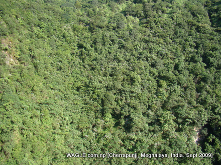 jungle of cherrapunji