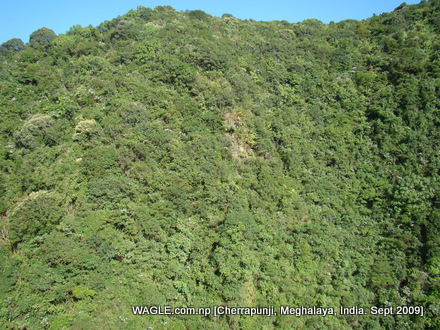 jungle of cherrapunji