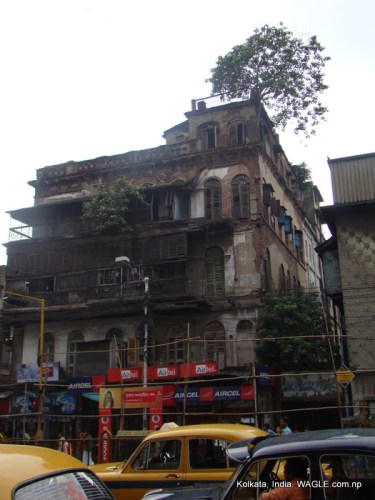 trees in a hosue in Kolkata
