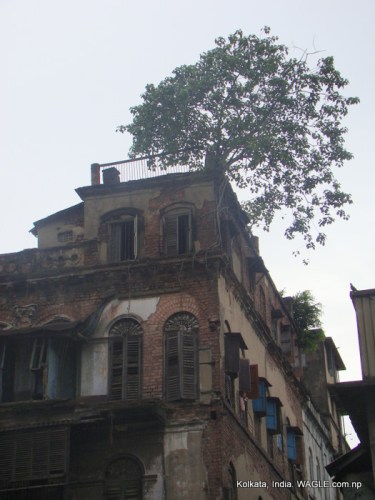 Tree at the top of a house in Kolkata