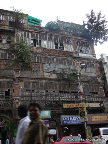trees on houses of kolkata streets