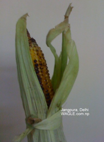 roasted corn jangpura delhi