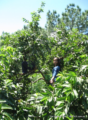 highway kids of nepal picking guava