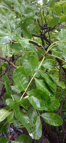 tree leaves and droplets