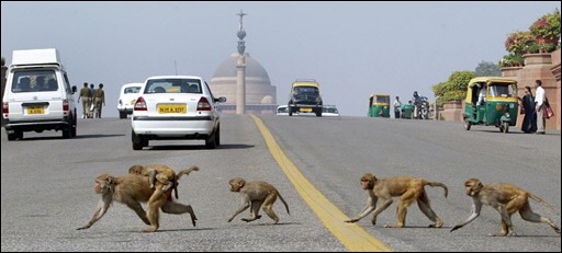 monkeys of delhi