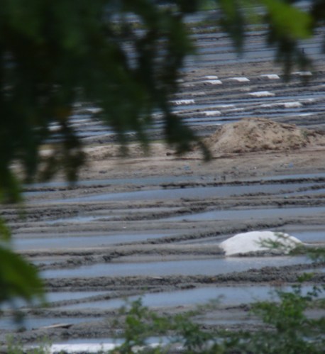 making salt in india