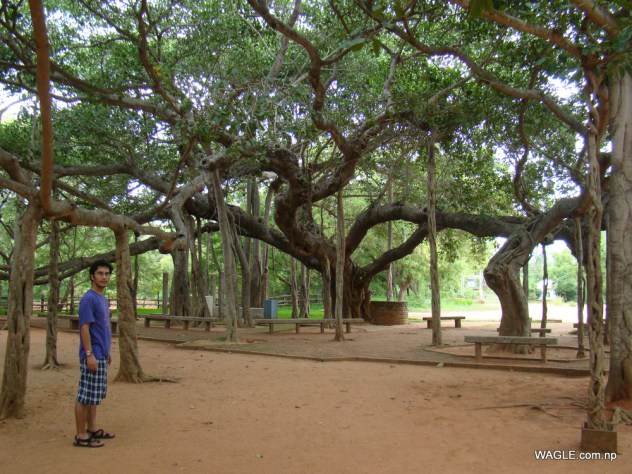 The Banyan Tree of Auroville The Banyan Tree of Auroville