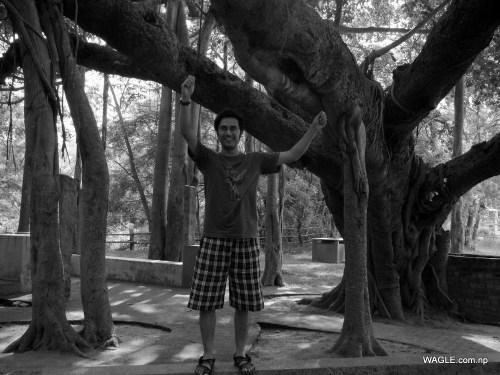 A human and a banyan tree