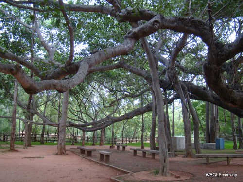 Banyan tree areial prop roots