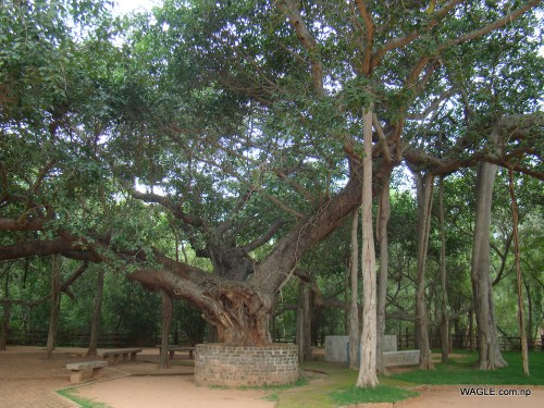 Banyan tree areial prop roots