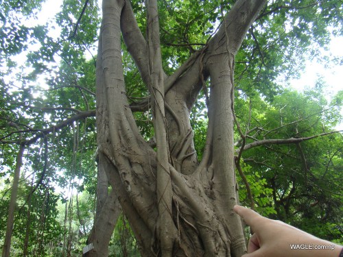 Twisted Banyan Tree