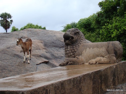 A Goat and a Lion Mahabalipuram, India stone carving