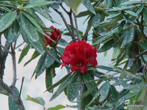 Rhododendron the Flower