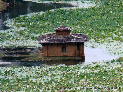 1-rukumkot lotus plants in lotus pond