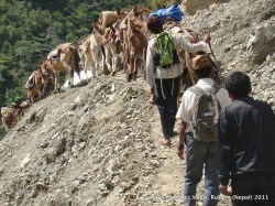 Former Maoist guerrilla Jeet Bahadur Gharti and his mules pass through a landslide in Rukum