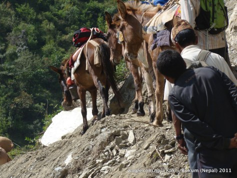mules and dangerous trail