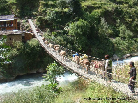 mules crossing a suspension bridge