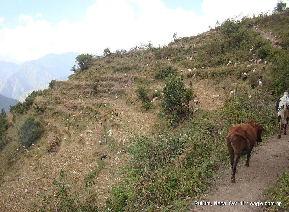 Sheep near Cubang, Rukum