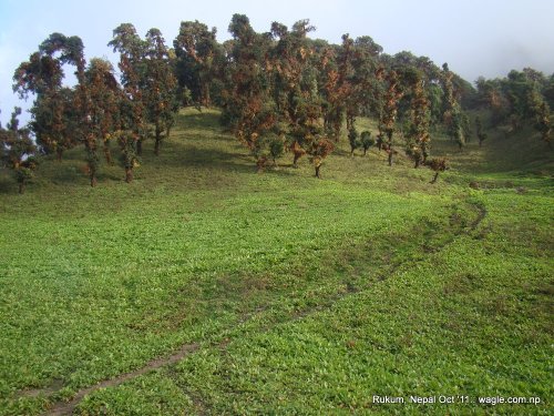 "Dhuri" aka top of Cubang hill where DW got lost