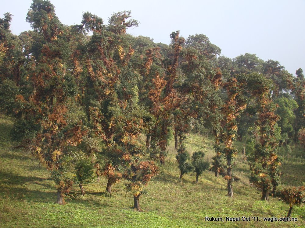 people and places of rukum