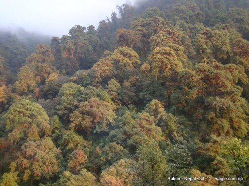 Beautiful jungle at Cubang pass, Rukum