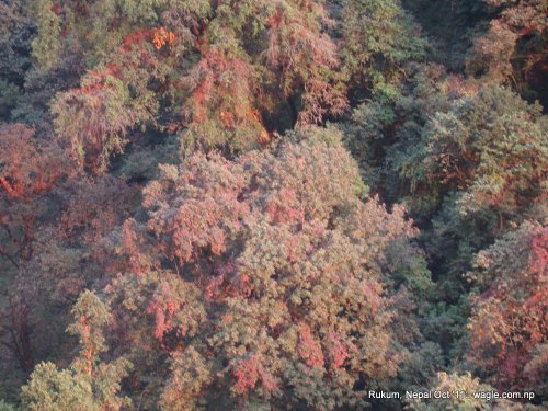 Color of Cubang, Rukum