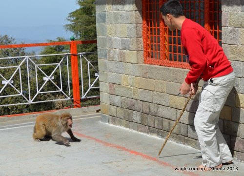 A fearless and agressive monkey ready to fight with a human