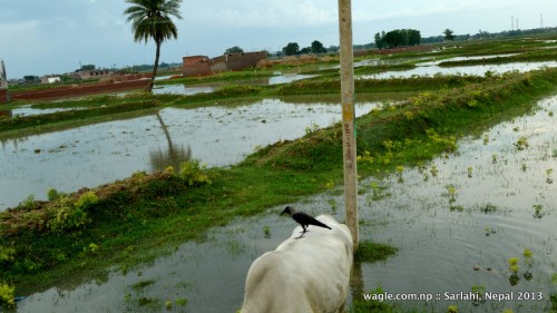 Just a few kilometers straight to the south from this point is Nepal's border with India. Near Malangawa, Sarlahi.