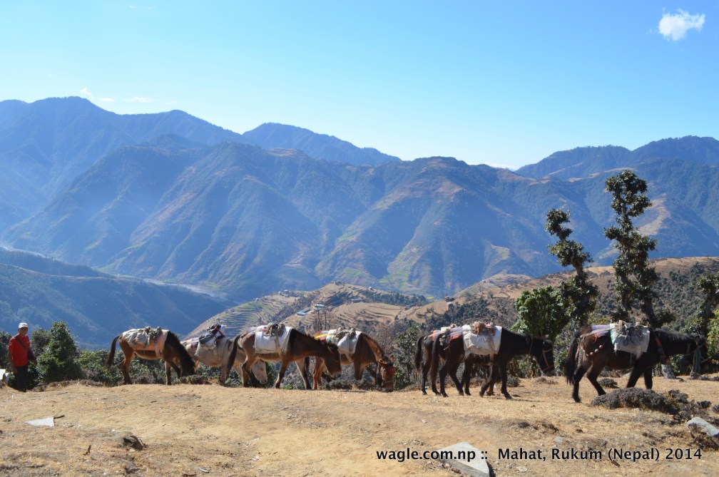 A caravan of mules heads toward Kankri village in Gunam, Mahat (Rukum). On the background is the view of Thabang valley (Rolpa).