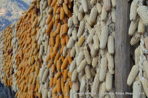 People of Thabang and neighboring villages store corns outside their homes.