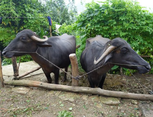 buffaloes of chandanpur