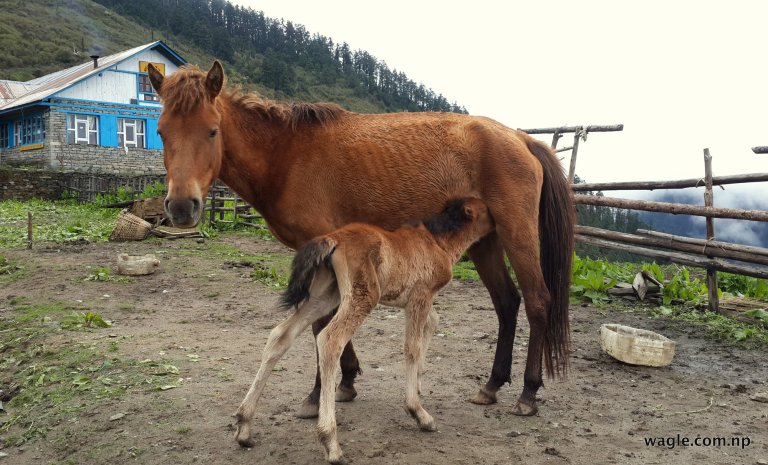 A mare breast feeding a foala