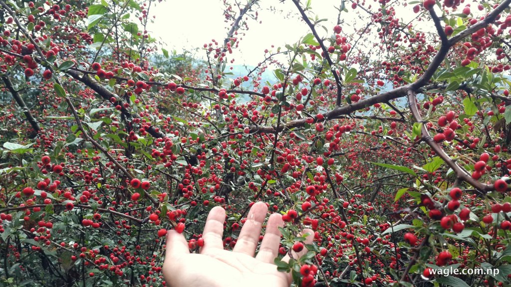Ghangaru berries, the Nepali Firethorn