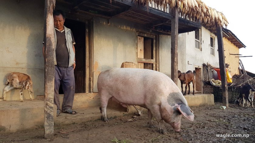 घरमुली पुरूष र घरमुली महिलाबीच च्वाँचेको तौलबारे केही मतभिन्नता भयो 