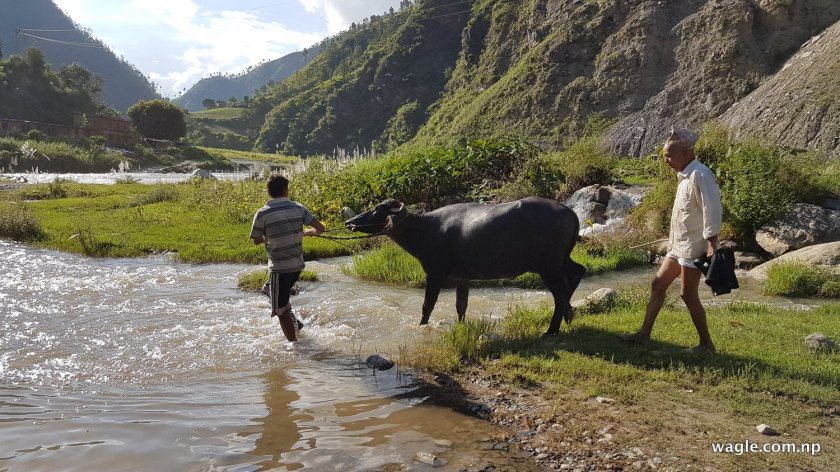 म रोसी खोला किनारमा उभीएर गम खादै थिए, बाबुछोरा जस्ता लाग्ने दुईजना एउटा अल्छे राँगो घिच्याउँदै जघाँर तरे ।