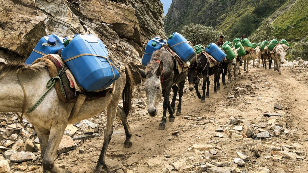 Mules carrying diesel in Humla Karnali Nepal